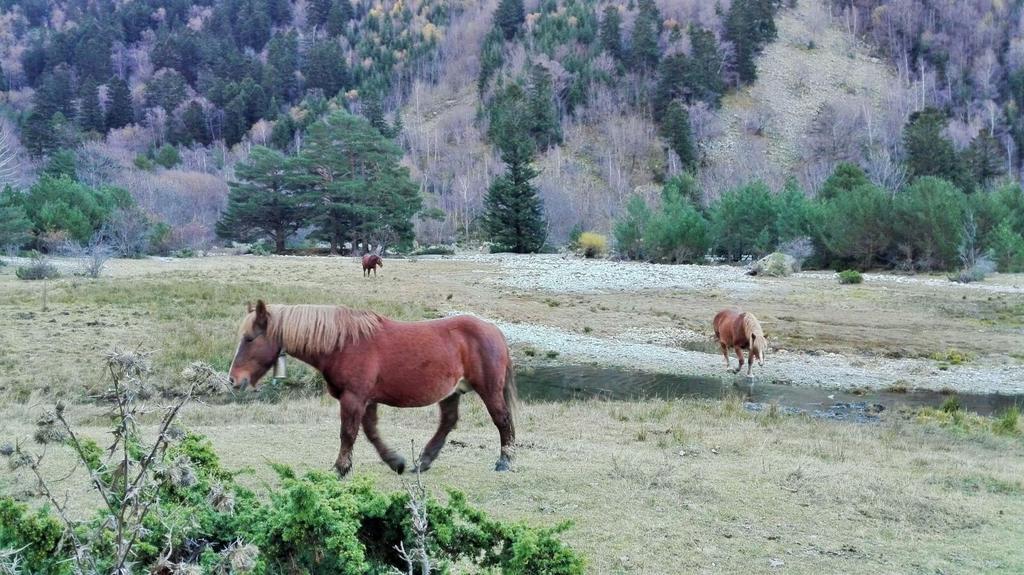 Sisquet Apartaments Erill la Vall Eksteriør billede